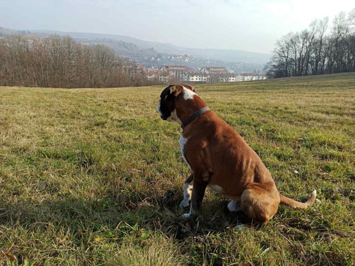 Apartmani La Grande Motte Rednek Kültér fotó